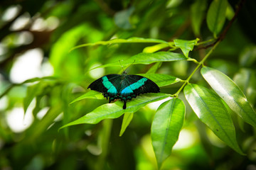 Colorful butterflies on leaf and flowers