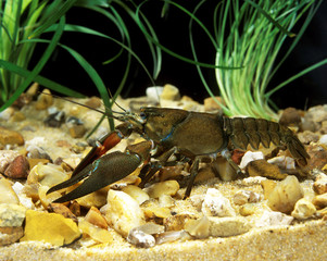 ECREVISSE DE CALIFORNIE pacifastacus leniusculus