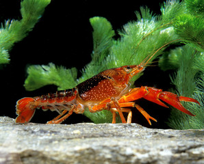 ECREVISSE DE LOUISIANE procambarus clarkii