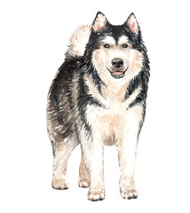 Alaskan Malamute paint. Watercolor hand drawn illustration. Watercolor Alaskan stand layer path, clipping path isolated on white background.