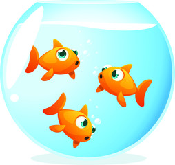 Fototapeta premium three goldfish