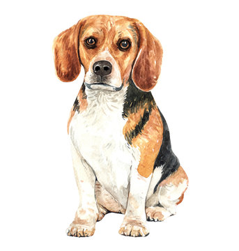 Beagle paint. Watercolor hand drawn illustration. Watercolor Beagle sitting layer path, clipping path isolated on white background.