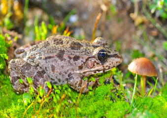 Frog from water onto dry reed-mace leaf in natural background
