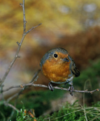 ROUGE GORGE erithacus rubecula