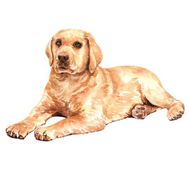 Labrador retriever. Labrador paint. Watercolor hand drawn illustration. Watercolor Labrador sleep on floor layer path, clipping path isolated on white background.