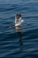 GOELAND DOMINICAIN larus dominicanus