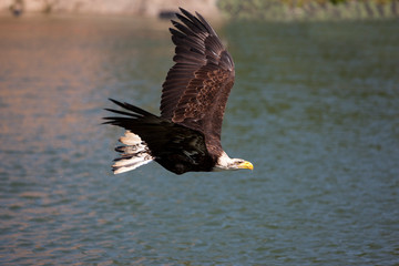 PYGARGUE A TETE BLANCHE haliaeetus leucocephalus