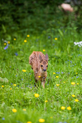 CHEVREUIL capreolus capreolus