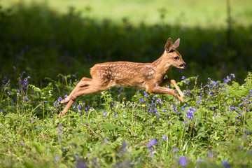 CHEVREUIL capreolus capreolus