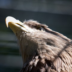 Seeadler