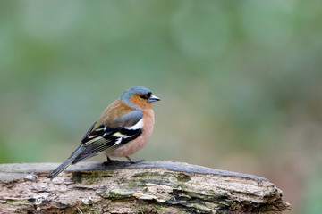 PINSON DES ARBRES fringilla coelebs