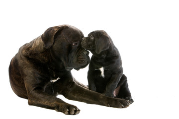 CANE CORSO