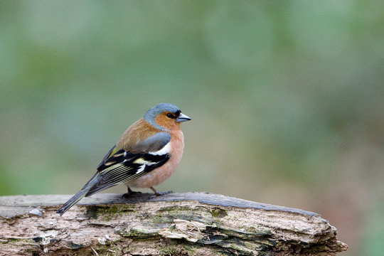 PINSON DES ARBRES fringilla coelebs