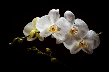 A sprig of white orchid with buds on a black background.