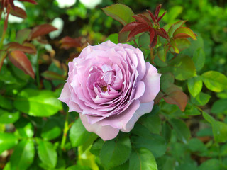 Purple roses in a park in New York City
