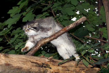 MANUL otocolobus manul