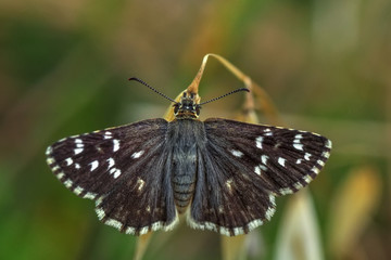 Macro Photography of Yellow Moth on Twig of Plant.