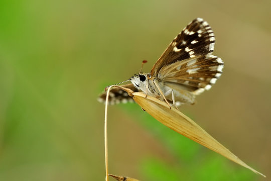 Macro Photography of Yellow Moth on Twig of Plant.