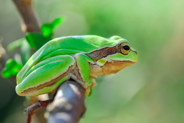 Beautiful Europaean Tree frog Hyla arborea 