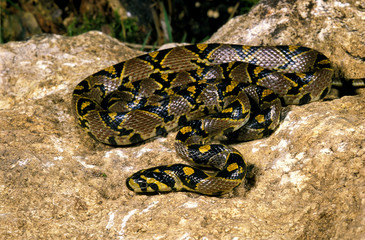 SERPENT RATIER MANDARIN elaphe mandarina