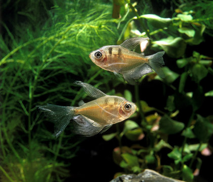 TETRA FANTOME megalamphodus megalopterus