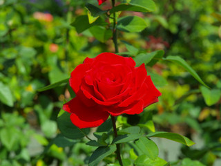 Red roses in a park in New York City