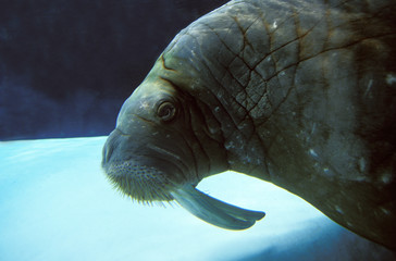 MORSE odobenus rosmarus