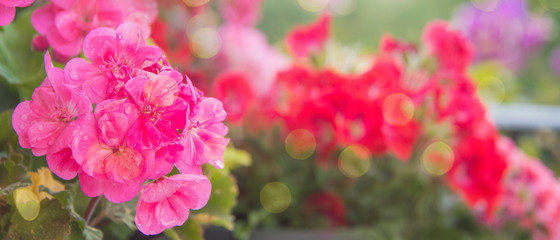 Pink geranium in garden, spring background