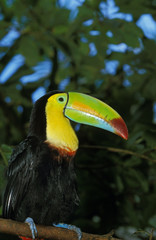 TOUCAN A CARENE ramphastos sulfuratus