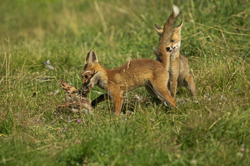 RENARD ROUX vulpes vulpes