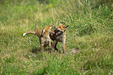 RENARD ROUX vulpes vulpes