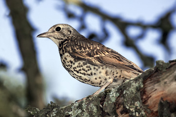 GRIVE DRAINE turdus viscivorus