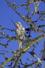 GRIVE DRAINE turdus viscivorus