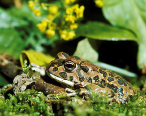 Obraz premium CRAPAUD VERT bufo viridis