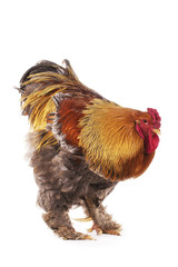 COQ BRAHMA