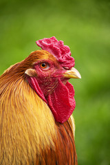 COQ BRAHMA