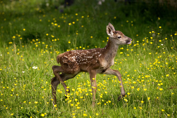 CERF ROUGE cervus elaphus