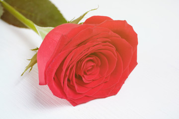 Beautiful fresh red rose but a background of white wood. Valentine's Day