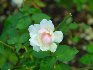 Fototapeta premium White roses in a New York City park