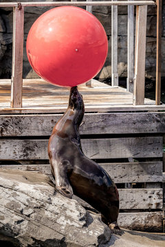 Sea Lion With Ball On Rock