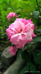 pink flower in the garden