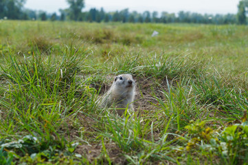 gopher peeks out of the mink on the green field
