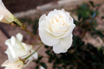 beautiful shrub rose in the garden