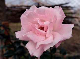 beautiful shrub rose in the garden