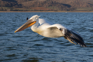 Dalmatian pelican from Kerkini Lake, Greece