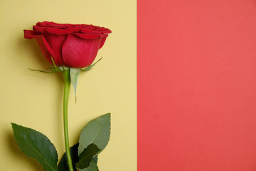 Red rose on a yellow background next to a red copy space.