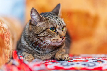 The domestic gray cat lies on an old sofa. Photographed close-up.