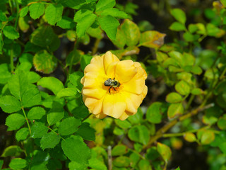 Yellow roses in a New York City garden