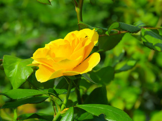 Yellow roses in a New York City garden