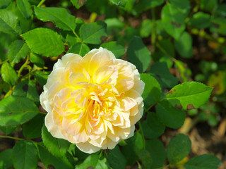 Yellow roses in a New York City garden